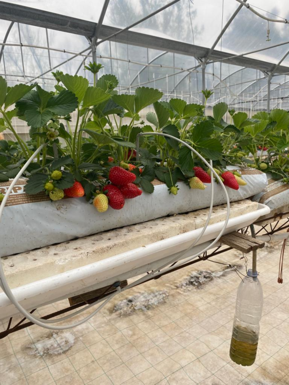 photo de Visite à Macomer concernant la réalisation du jardin social